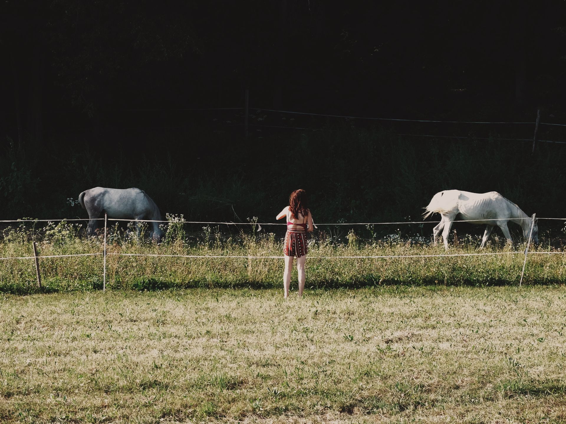 Woman Standing Near Two White Horses on Green Grass Field