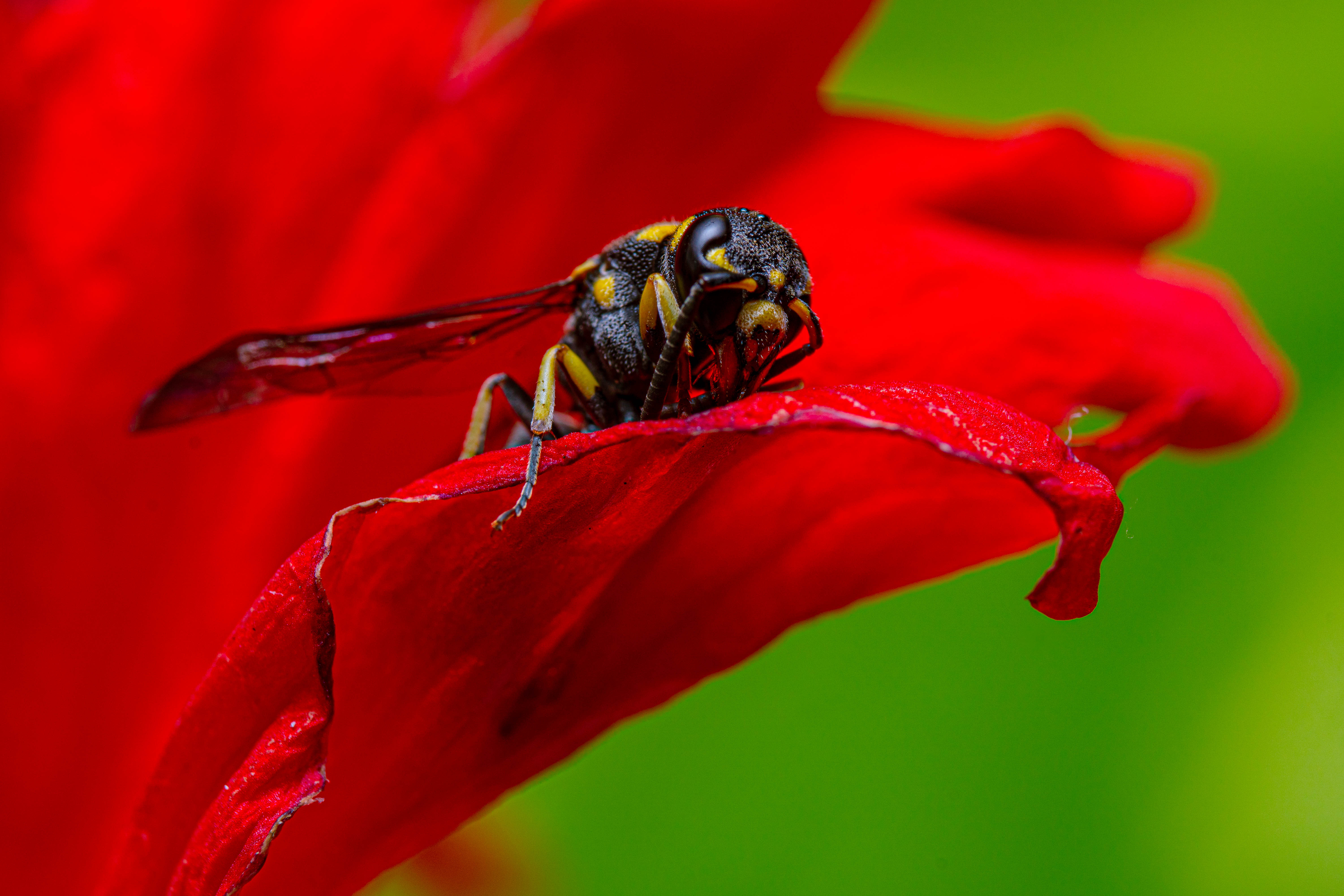 Photos gratuites de abeille, asie, botanique