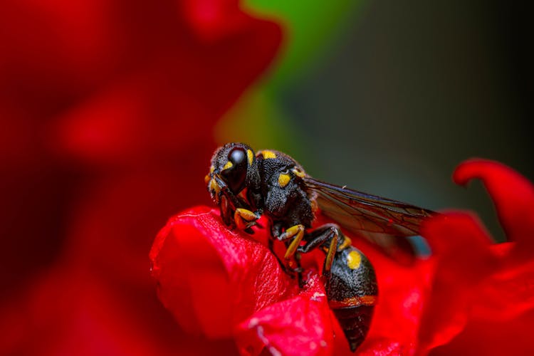 Close-Up Shot Of A Wasp 