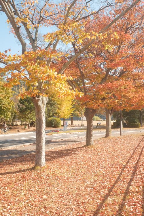 Free Vibrant fall foliage along a park path with golden and red leaves covering the ground. Stock Photo