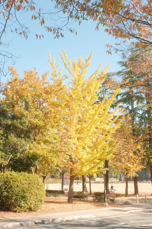Colorful Trees in Park