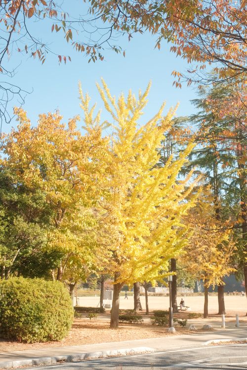 Free Bright autumn day in a park with vibrant yellow and orange foliage. Stock Photo