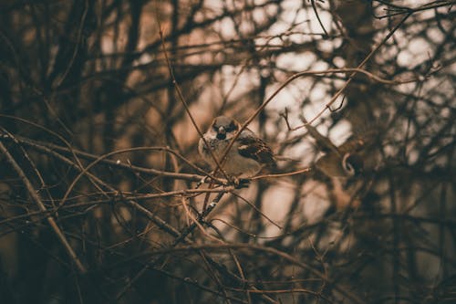 Close-Up Photograph of a Eurasian Tree Sparrow