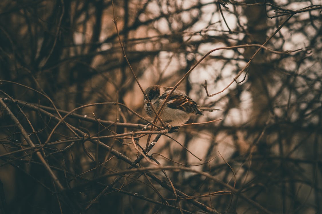 A Eurasian Tree Sparrow on a Twig