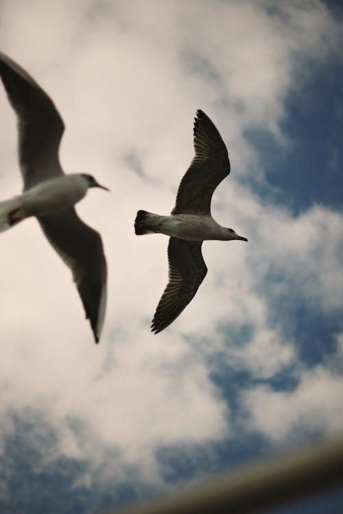 Foto stok gratis alam, awan, burung camar