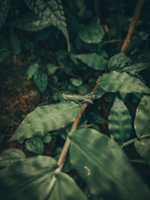 Free A detailed shot of a grasshopper resting on vibrant green leaves in a lush environment. Stock Photo