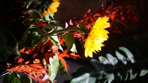 Free stock photo of bouguet, bouquet flowers, sunflower Stock Photo