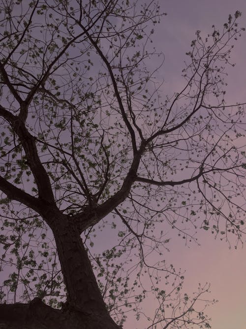 Gratis arkivbilde med bare trær, dramatisk himmel, leafless tree