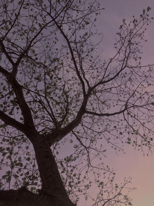 Free A leafless tree silhouette against a dramatic, soft purple sunset sky. Stock Photo