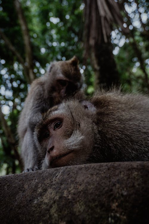 サル, 動物, 動物の写真の無料の写真素材