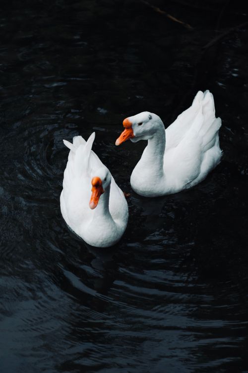 Free Two white geese swimming gracefully on a dark water surface, creating ripples. Stock Photo