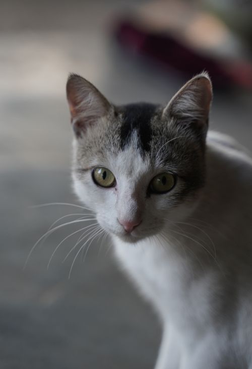 Free Adorable young cat gazing curiously, highlighting its captivating green eyes in a close-up shot. Stock Photo