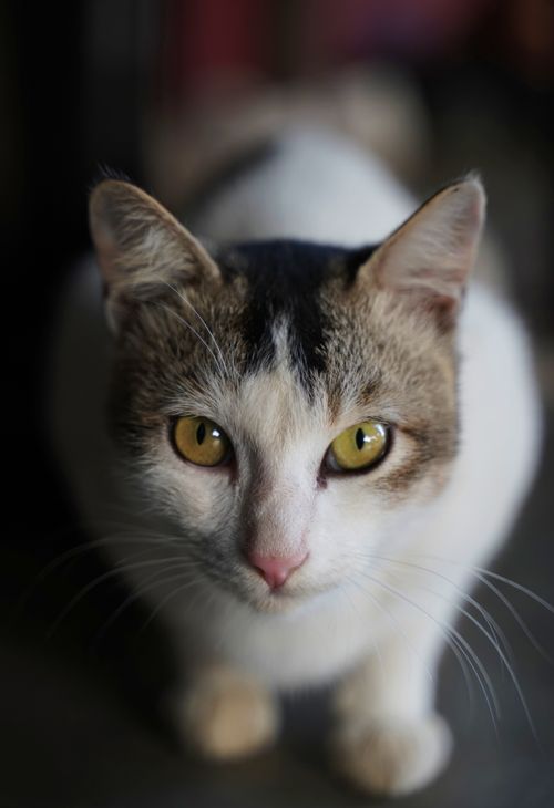 Free Stunning close-up of a domestic cat with striking yellow eyes. Perfect for animal lovers. Stock Photo