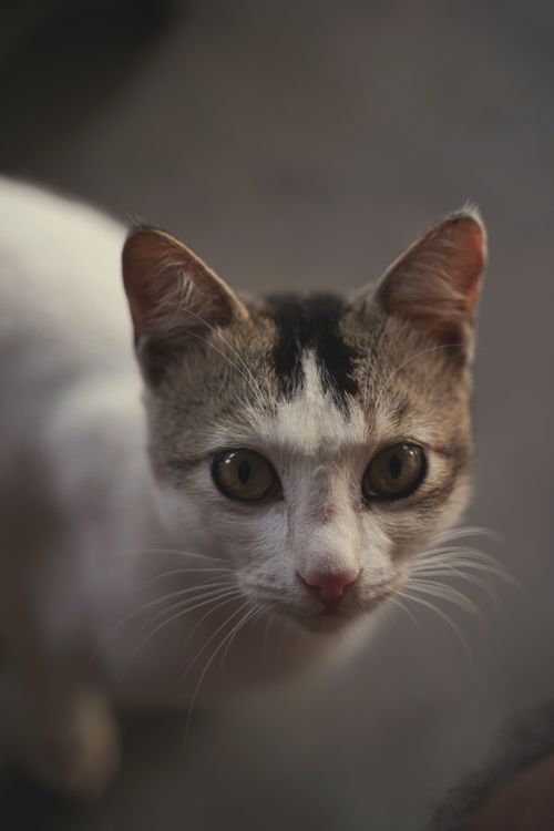 Free A captivating close-up of a curious cat with distinct markings, showcasing its expressive eyes. Stock Photo