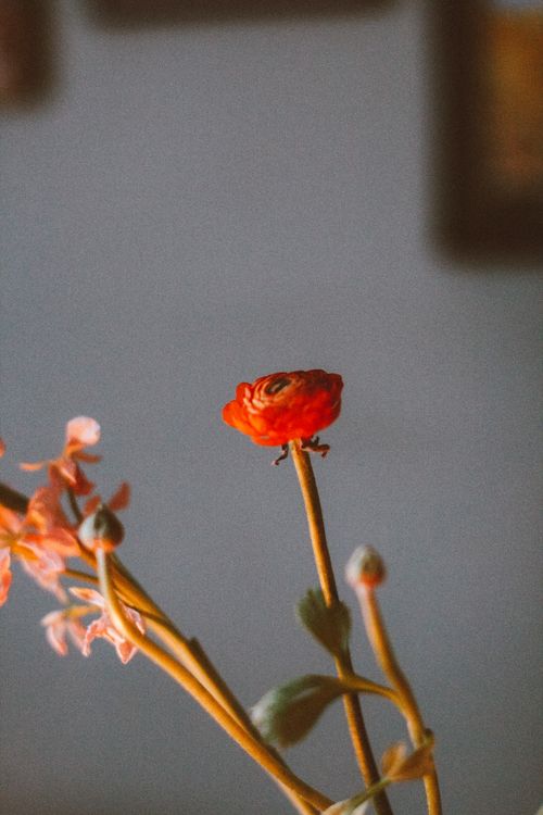 Free Artistic close-up of a vibrant ranunculus flower against blurred backdrop, perfect for floral themes. Stock Photo