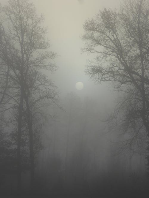 Moon on a Foggy Forest