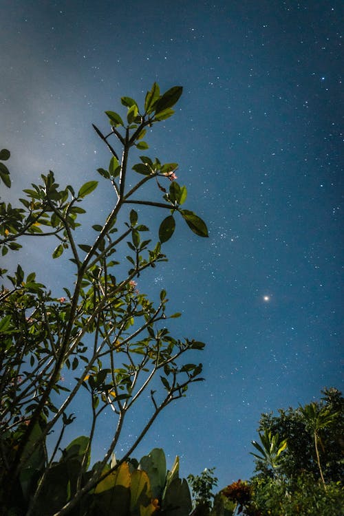 Gratis arkivbilde med anlegg, astrologi, astronomi