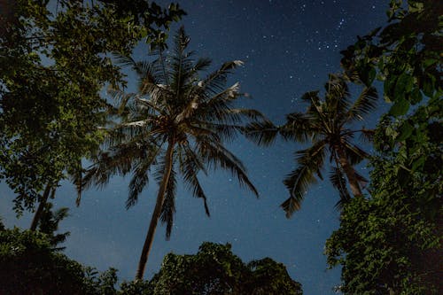 Foto profissional grátis de cênico, céu estrelado, noite