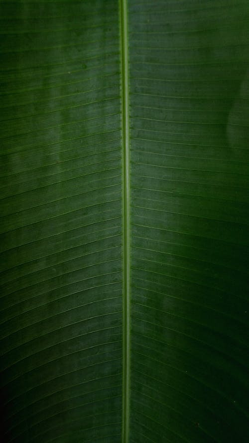 Close-up of Midrib of a Leaf