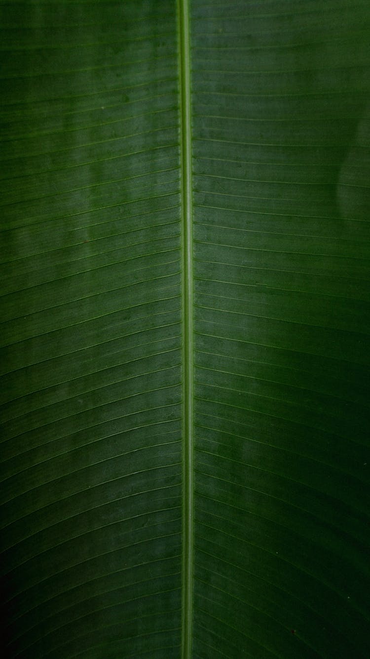 Close-up Of Midrib Of A Leaf