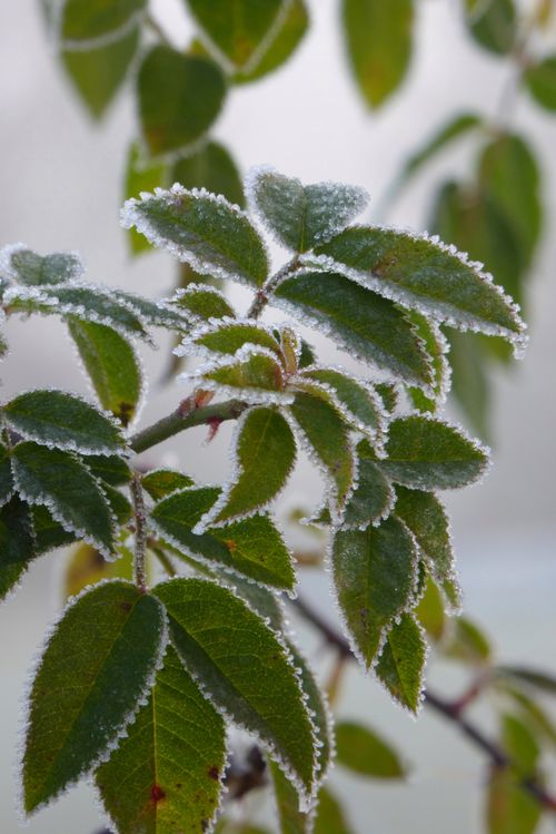Free A detailed close-up of green leaves with frost, showcasing natural beauty in winter. Stock Photo