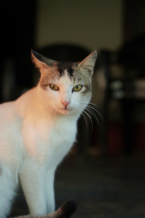 Free White Cat In Close-up Shot Stock Photo