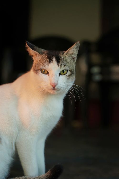 Free A serene close-up portrait of a white and grey domestic cat with striking eyes, captured indoors. Stock Photo