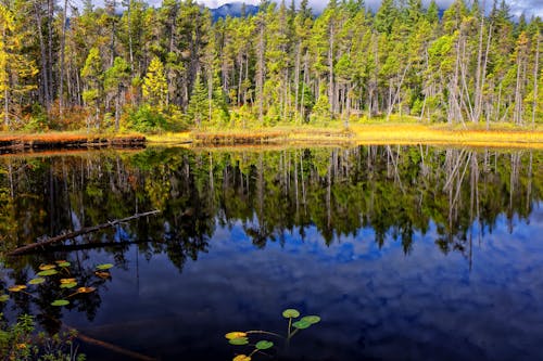 Reflection of Trees and Clouds on Water Surface