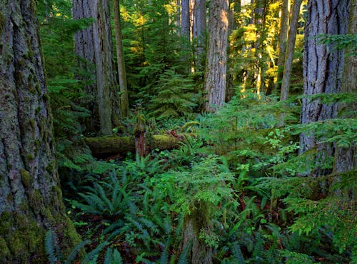 Ingyenes stockfotó erdő, esőerdő, fák témában