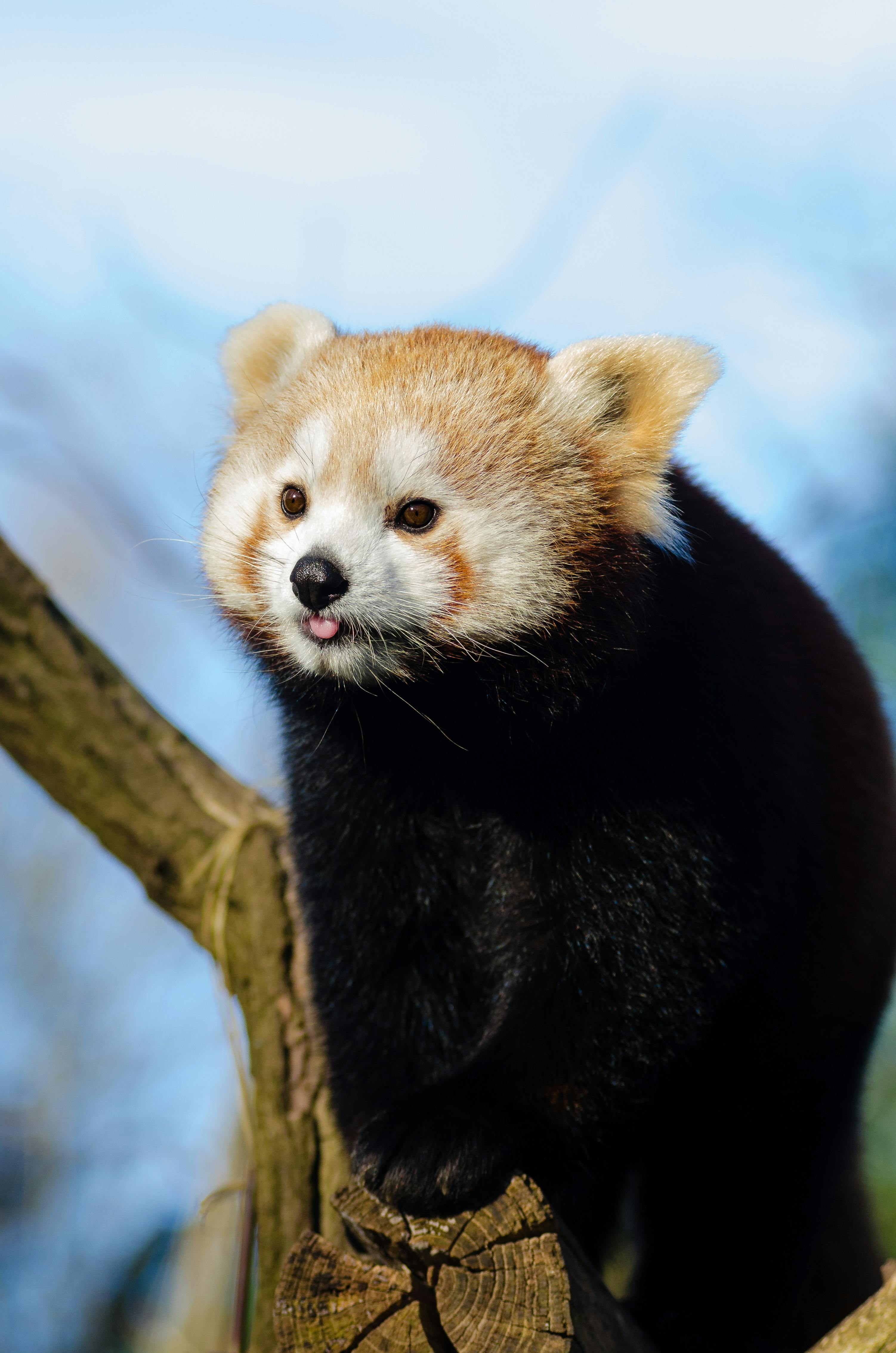 How to Grow Beech Trees from Seed A StepbyStep Guide