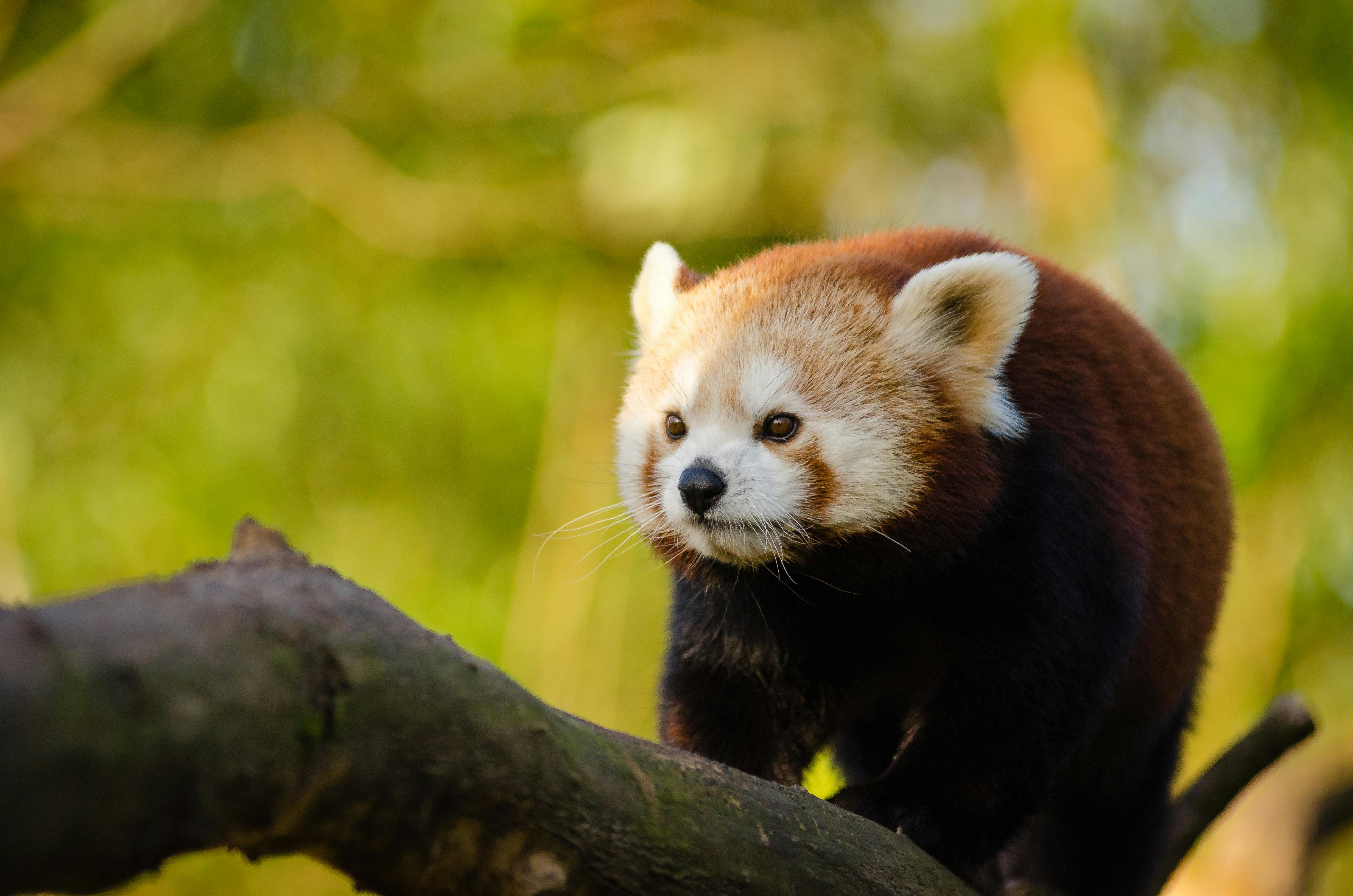 How to Grow Beech Trees from Seed A StepbyStep Guide