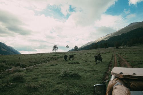 奶牛, 家畜, 山 的 免費圖庫相片