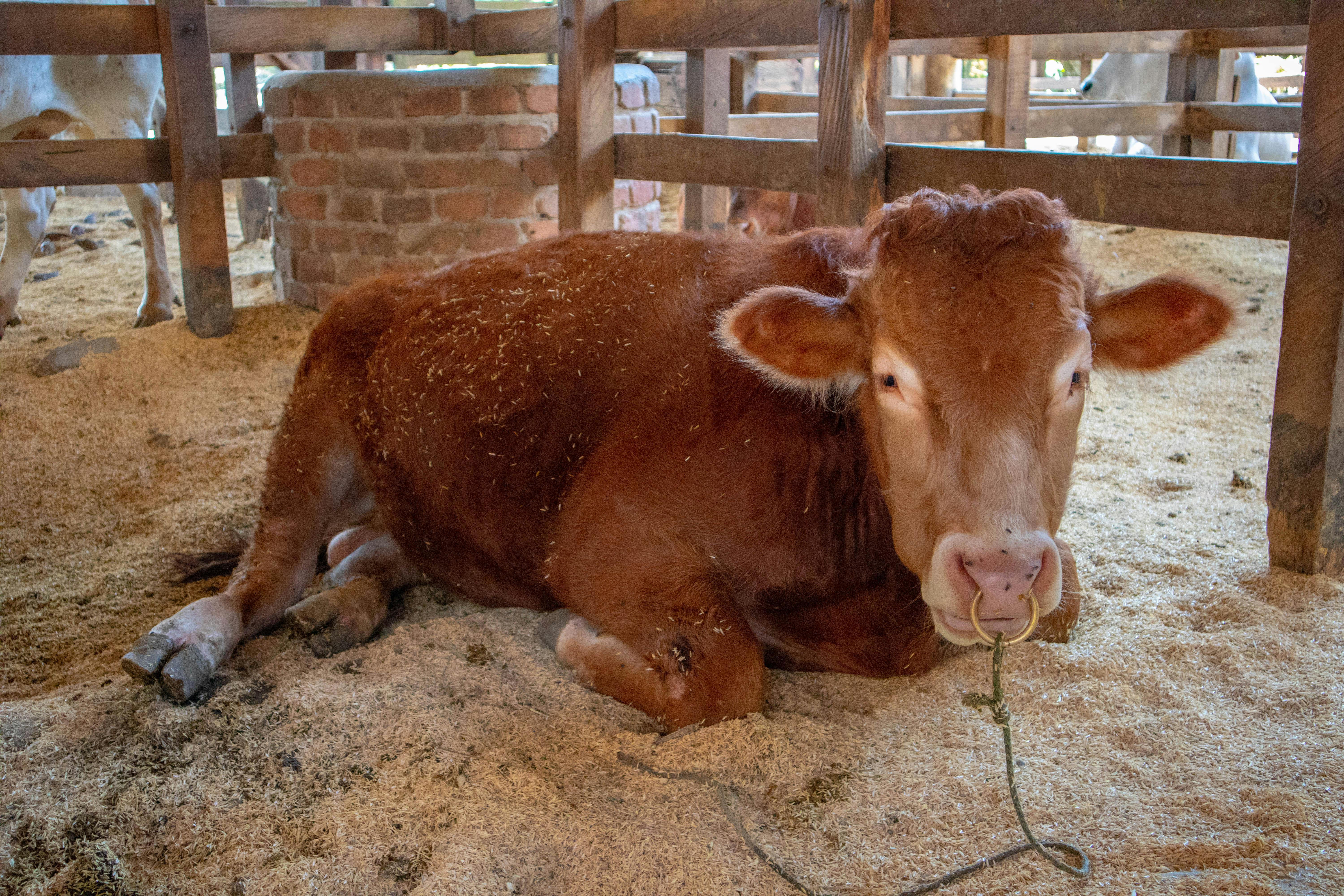 Free stock photo of cow, farm animal