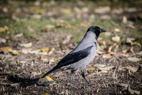 Free A detailed close-up of a hooded crow standing on the ground amidst fallen leaves. Stock Photo
