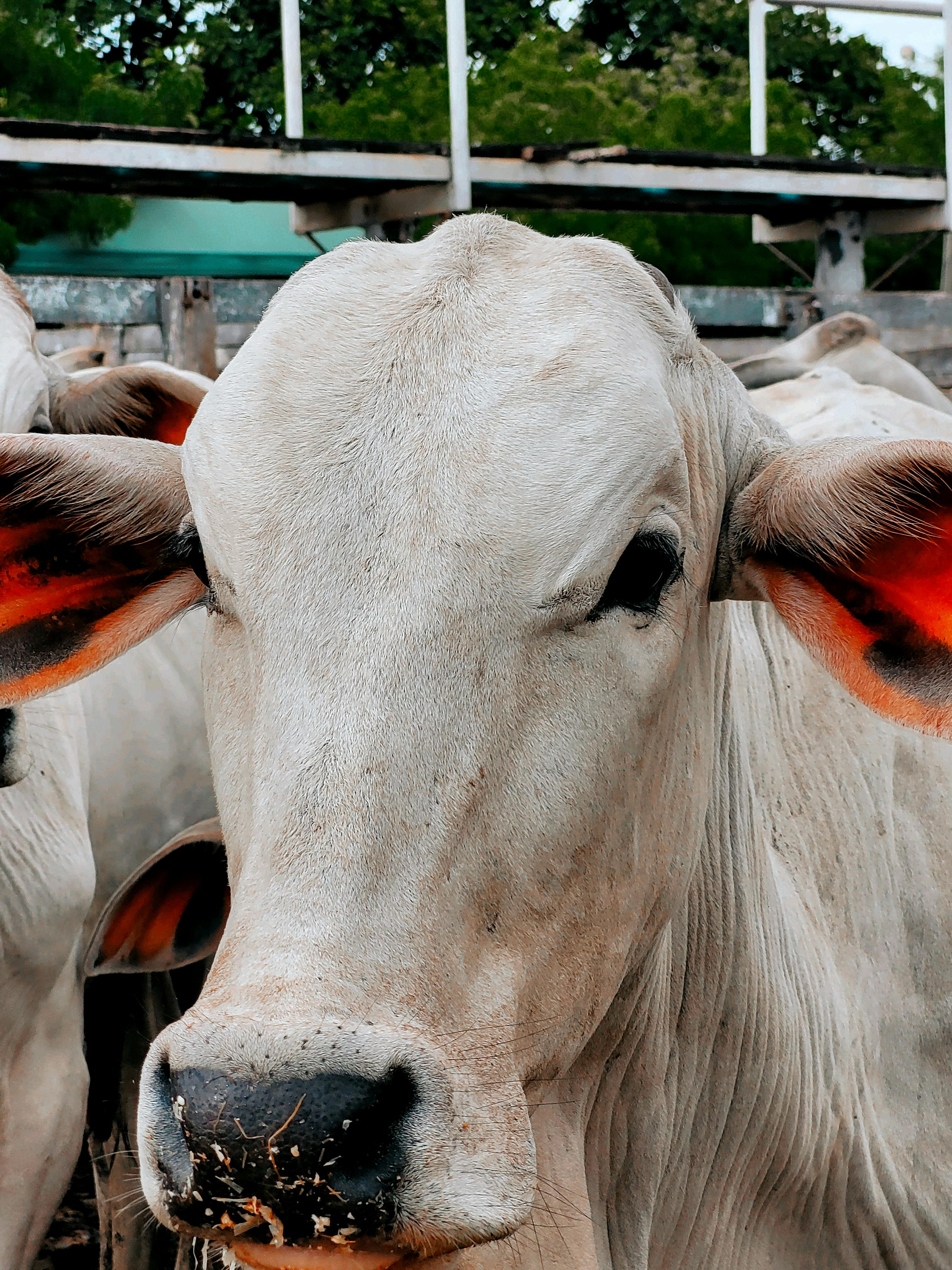 Black Cow With Yellow and White Tag on Head · Free Stock Photo Black Cow With Yellow and White Tag on Head · Free Stock Photo