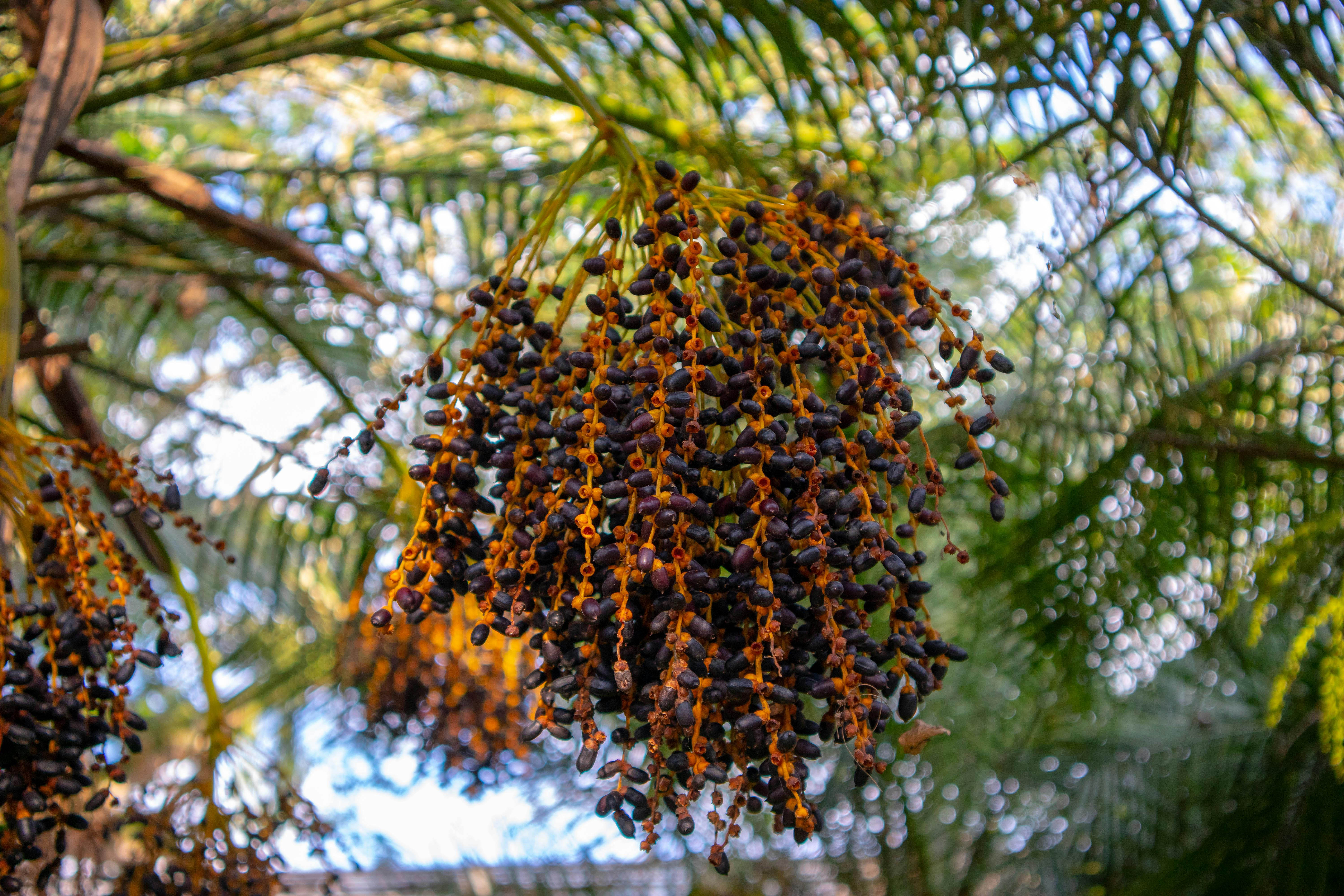 kostenloses-foto-zum-thema-palme-palmenfrucht