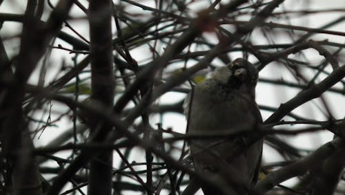 Foto stok gratis burung gereja, musim dingin