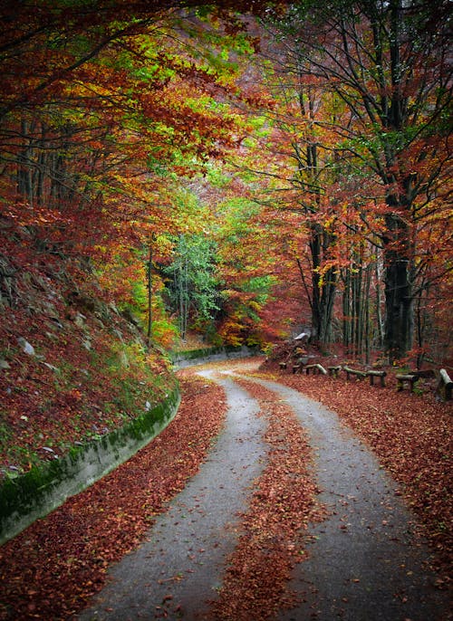 Photos gratuites de arbres bruns, campagne, feuilles séchées