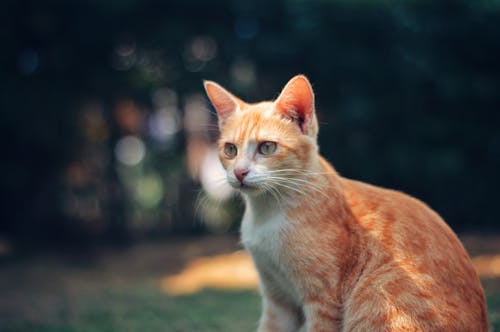 Фотография оранжевого полосатого кота