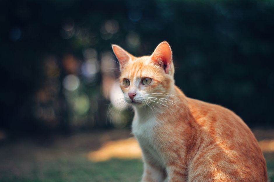 Close-up photo of a ginger tabby cat sitting in natural outdoor light.