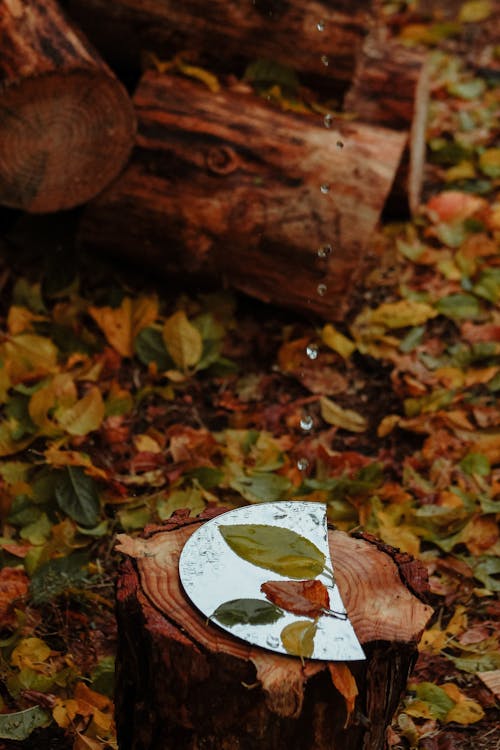 Colorful Leaves and Chopped Wood in Autumn 