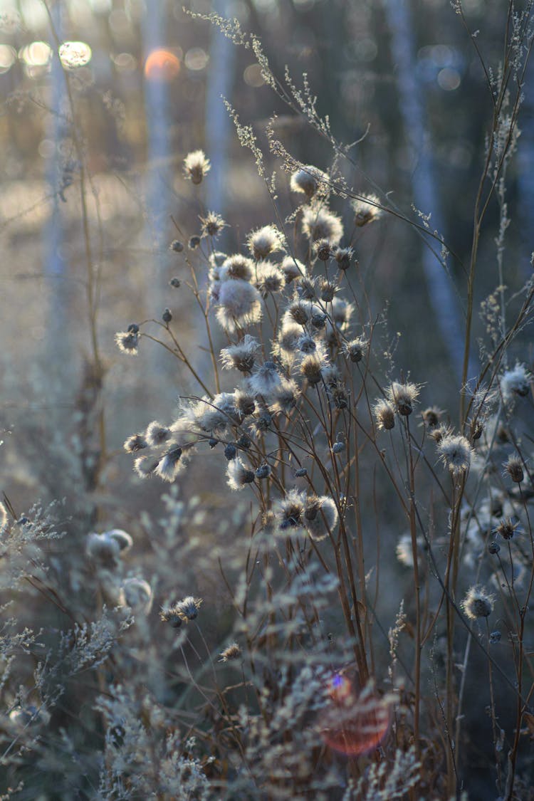 Close Up Of A Plant In Spring 