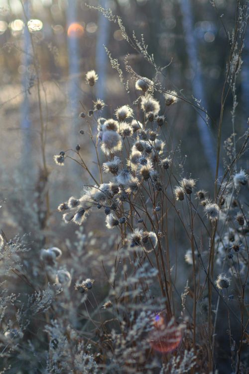 Free A serene close-up of fluffy plants with delicate stems captured during spring, showcasing nature's beauty. Stock Photo