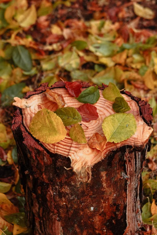 Bezpłatne Darmowe zdjęcie z galerii z drewno, jesień, liście Zdjęcie z galerii