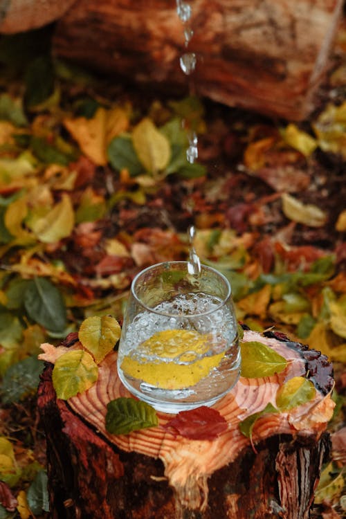 Glass with Water on Tree Stump in Forest