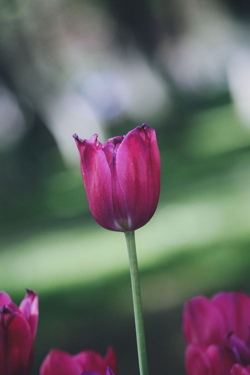 Free Close-up shot of a purple tulip in a garden with blurred green background. Stock Photo
