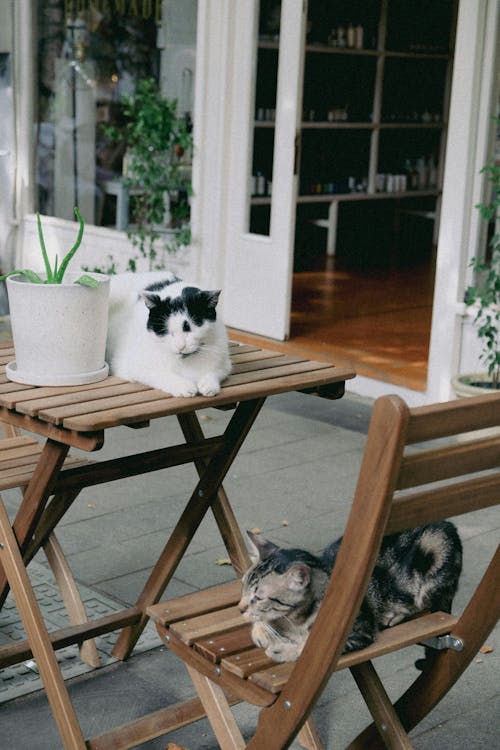 Photos gratuites de chaise en bois, chats, félin