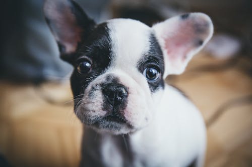 Free Selective Focus Photography of French Bulldog Puppy Stock Photo