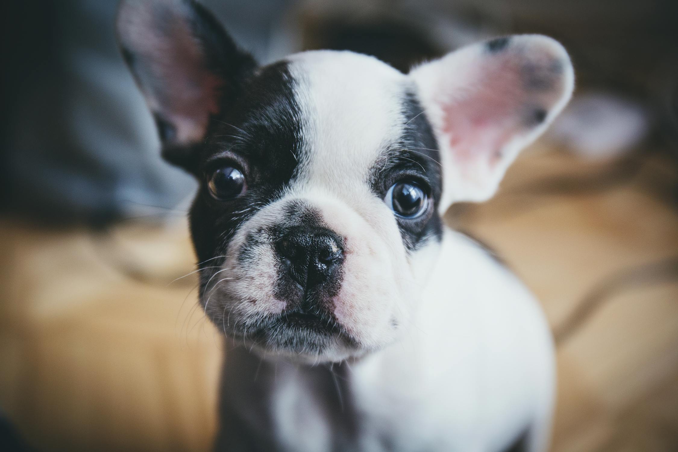 Selective Focus Photography of French Bulldog Puppy · Free