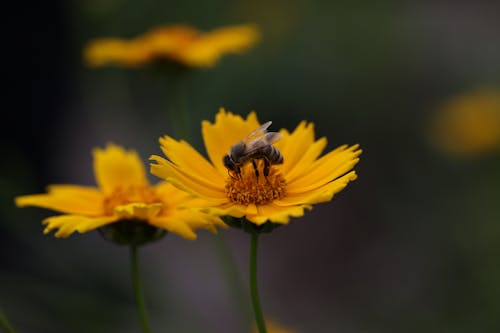 A Honey Bee on a Flower